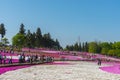 View of Pink moss Shibazakura, Phlox subulata flower at Hitsujiyama Park Royalty Free Stock Photo