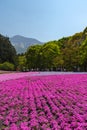 View of Pink moss Shibazakura, Phlox subulata flower at Hitsujiyama Park Royalty Free Stock Photo