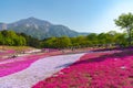 View of Pink moss Shibazakura, Phlox subulata flower at Hitsujiyama Park Royalty Free Stock Photo