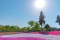 View of Pink moss Shibazakura, Phlox subulata flower at Hitsujiyama Park Royalty Free Stock Photo