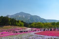 View of Pink moss Shibazakura, Phlox subulata flower at Hitsujiyama Park Royalty Free Stock Photo