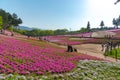 View of Pink moss Shibazakura, Phlox subulata flower at Hitsujiyama Park Royalty Free Stock Photo