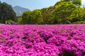 View of Pink moss Shibazakura, Phlox subulata flower at Hitsujiyama Park Royalty Free Stock Photo