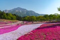 View of Pink moss Shibazakura, Phlox subulata flower at Hitsujiyama Park Royalty Free Stock Photo