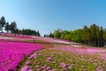 View of Pink moss Shibazakura, Phlox subulata flower at Hitsujiyama Park Royalty Free Stock Photo