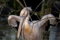 View of a pink pelican, swimming in a pond with lots of noise and wildly waving wings and lots of water splashing through a woman. Royalty Free Stock Photo