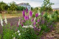 View of pink purple white foxglove flowers blooming in summer garden by roses, salvia. Digitalis in blossom. Flower bed Royalty Free Stock Photo