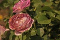 PINK ROSE WITH DRIED OUT EDGES Royalty Free Stock Photo