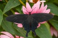 Pink Rose Butterfly Resting on a Cone Flower