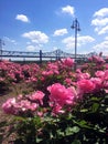 View from pink rose garden looking out at steel bridge over Illinois river Royalty Free Stock Photo