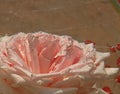 VIEW OF A PINK ROSE SUBMERGED IN WATER