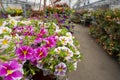 View on pink and white petunia flowers and many other blossom flowers on stacks shelves inside hothouse. Flowers market for garden