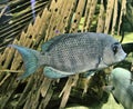 A view of a Pinstripe Danba Fish