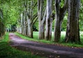 View of a plane tree alley with a path between the lawn on a summer sunny day