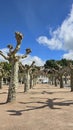 View of the plane trees or Platanaceae trimmed using the topiary method against the blue sky Royalty Free Stock Photo