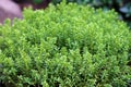 View of plant hebe green globe at a garden.