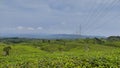 A view plantation tea from above in Sukabumi, West Java, Indonesia