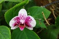 View on plants in the Serre aux Papillons Royalty Free Stock Photo