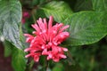 View on plants in the Serre aux Papillons Royalty Free Stock Photo