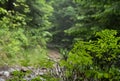 View of plants and a spider web in a forest in Horni Lomna, Czech Republic Royalty Free Stock Photo