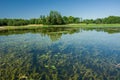 View of plants under water, trees on the shore and sky Royalty Free Stock Photo