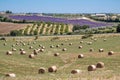 View of the Plateau de Valensole: hay bales, lavender fields, olive trees Royalty Free Stock Photo