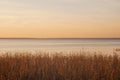 view of Pleshcheyevo lake with thickets of reeds