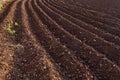 View of the plowed land. Furrows from the plow. Agriculture