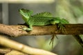 View of the plumed basilisk lizard Royalty Free Stock Photo