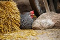 Plymouth Rock Chicken Barred Rock hen on the farm Royalty Free Stock Photo