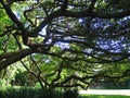 VIEW OF A POD MAHOGANY TREE IN A PARK