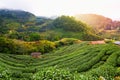 View point Strawberry Farm at doi angkhang mountain Royalty Free Stock Photo