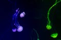 View on poisionous jellyfish in neon light Royalty Free Stock Photo