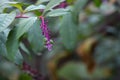 View of pokeweed berries