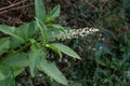 Pokeweed Poke Sallet Flowers - Phytolacca americana