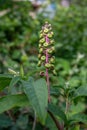 Pokeweed Poke Sallet Flowers - Phytolacca americana