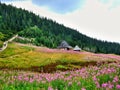 View on Polana Jaworzynka in Tatra in Poland. Royalty Free Stock Photo