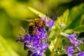 Pollinating bee detail Royalty Free Stock Photo