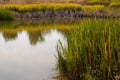 View of a pond with grass and water reflection Royalty Free Stock Photo