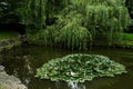 View of the pond with lotus flowers in Bran castle park, Romania Royalty Free Stock Photo