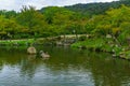 Pond in the Maruyama Park, Kyoto Royalty Free Stock Photo