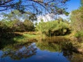 View of a pond with papyrus plants