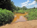 FLOODED AREA WITH GREEN VEGETATION Royalty Free Stock Photo