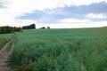 Poppy seed field Royalty Free Stock Photo