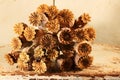 POPPY SEEDPODS BUNCHED TOGETHER ON AN OLD SHELF