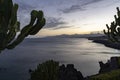 View of the port of Puerto del Carmen during sunset with a cactus in the foreground, Lanzarote, Spain 2