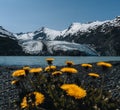 View of Portage glacier in the Chugach mountains and Portage lake on the background and pink blooming fireweed on the Royalty Free Stock Photo
