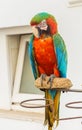 Portrait of Amazon macaw parrot