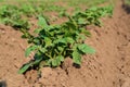 View of potato field. Rows of potato field. Fresh green cabbage. Growing potato. Agrarian business. Agricultural scene Royalty Free Stock Photo