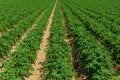 View of a potato field in sunlight with straight rows of green plants Royalty Free Stock Photo